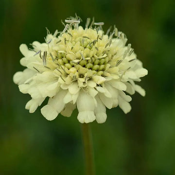 Gigantea cephalaria samen for anpflanzung