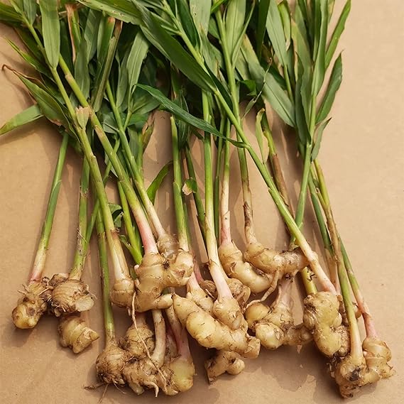 Ginger zingiber officinale samen für aussaat