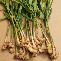 Ginger zingiber officinale samen für aussaat