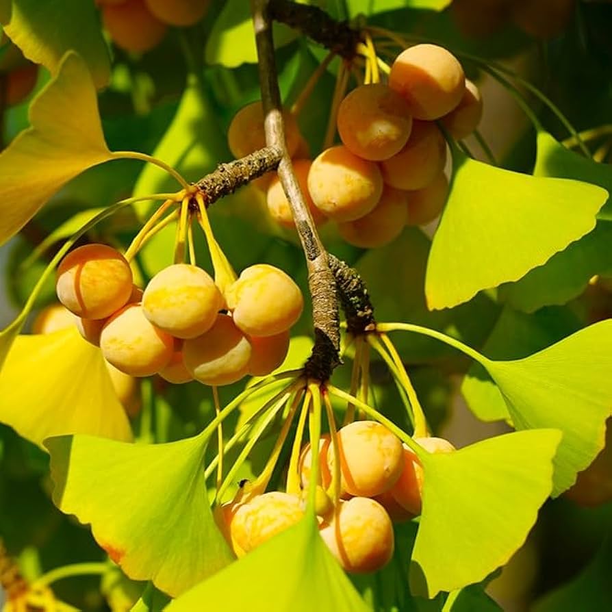 Ginkgo Biloba seedlings Anbau in Garten or nursery