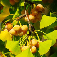 Ginkgo Biloba seedlings Anbau in Garten or nursery