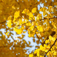 Gelb Maidenhair Blumensamen zur Aussaat leuchtend Blüten Traditionssorte & ohne Gentechnik Samen Hausgarten