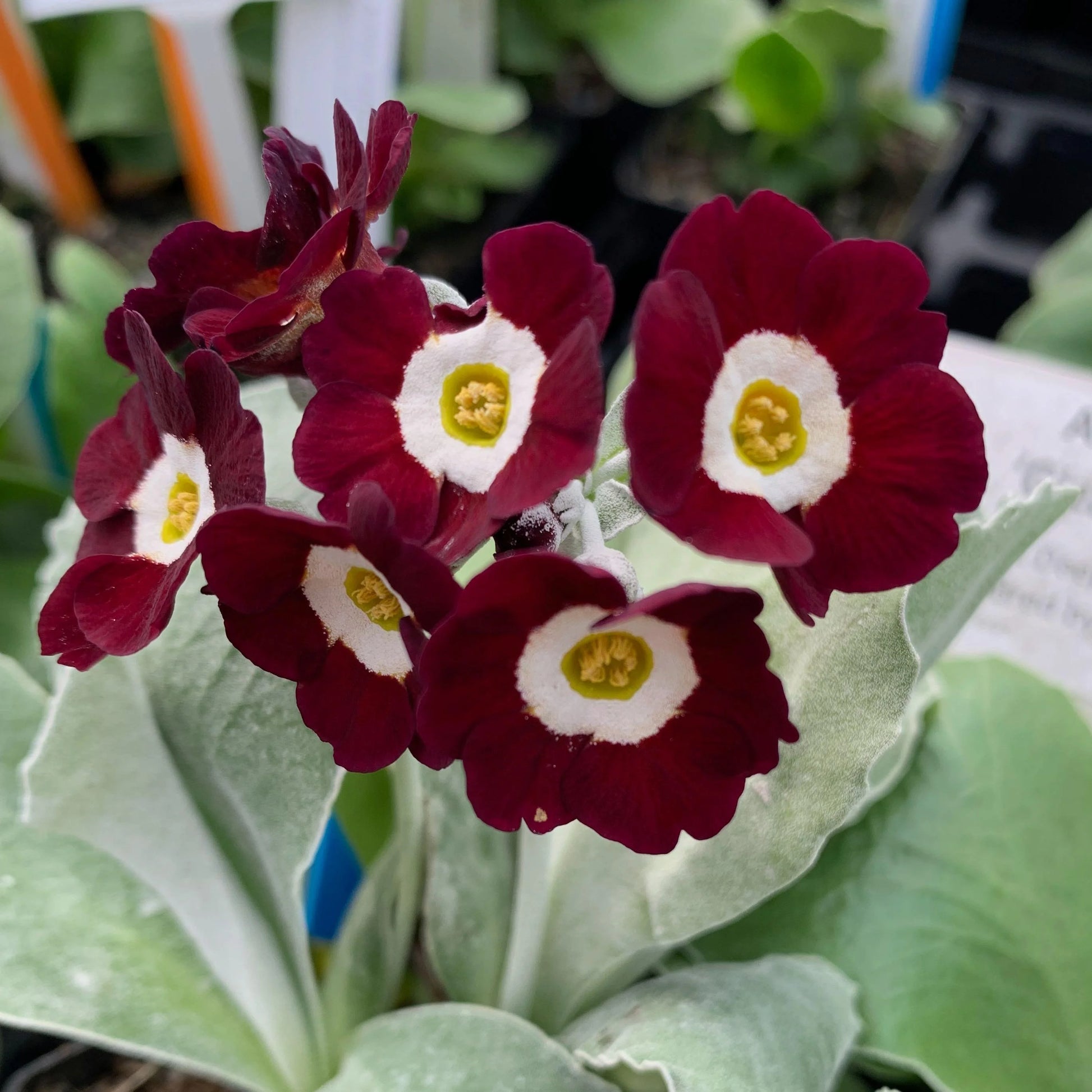 Braun Primel Auricula Blumensamen zur Aussaat – Bestäuber freundlich – Traditionssorte & ohne Gentechnik Samen Hausgarten