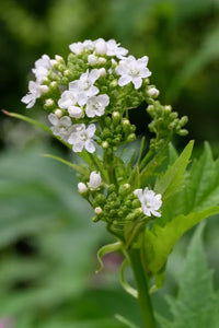 Glade Mallow Blumensamen zur Aussaat lang Blüte Saison Traditionssorte & ohne Gentechnik Samen Hausgarten