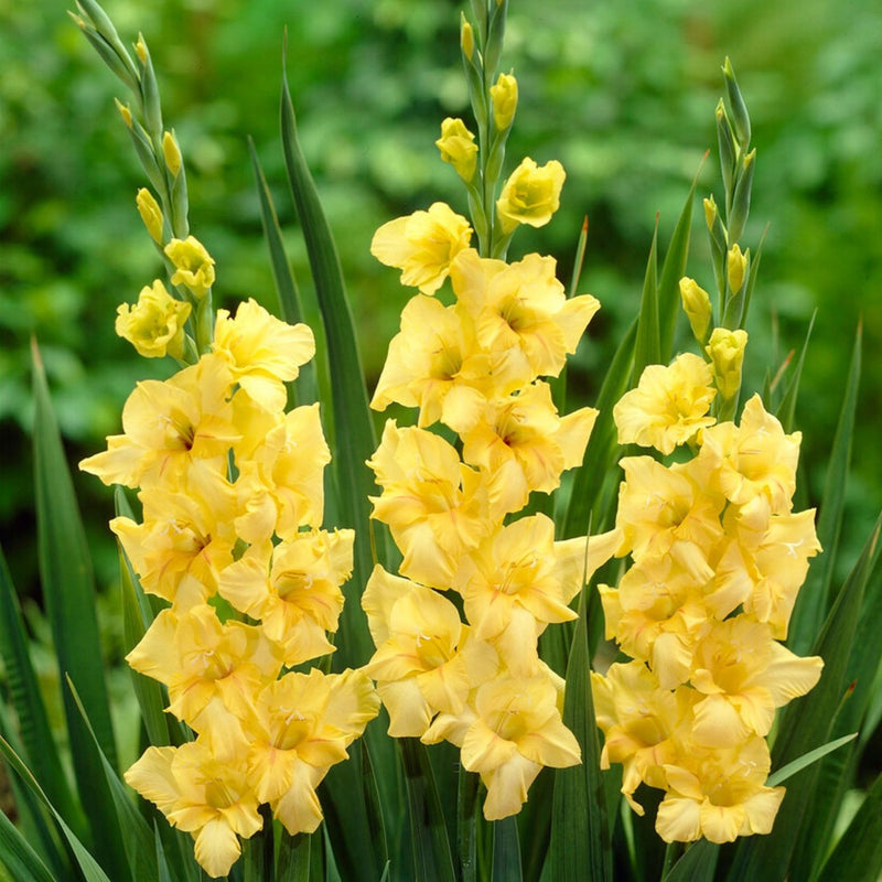 Gladiolo rosa tenue e giallo, semi di fiori da seminare, miscela di fiori selvatici, varietà tradizionale e senza OGM, semi per l'orto domestico