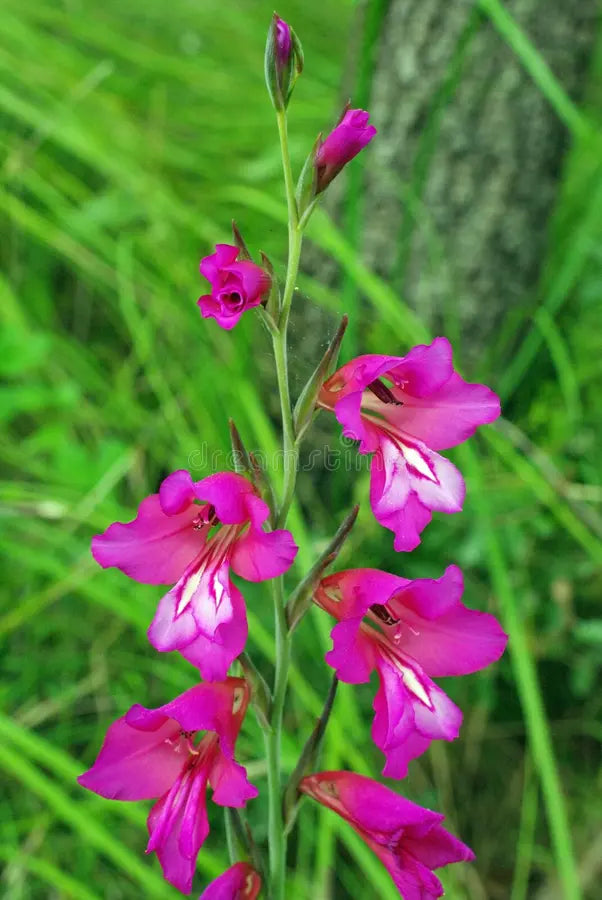 Gladiole Blumensamen zur Aussaat leuchtend Traditionssorte & ohne Gentechnik Samen Hausgarten
