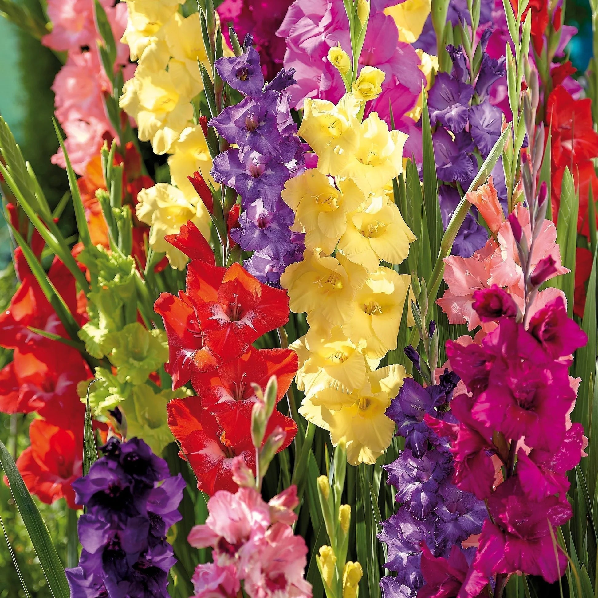 Gladiole Blumensamen zur Aussaat Drought verträglich Traditionssorte & ohne Gentechnik Samen Hausgarten