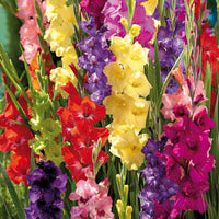 Gladiole Blumensamen zur Aussaat Drought verträglich Traditionssorte & ohne Gentechnik Samen Hausgarten