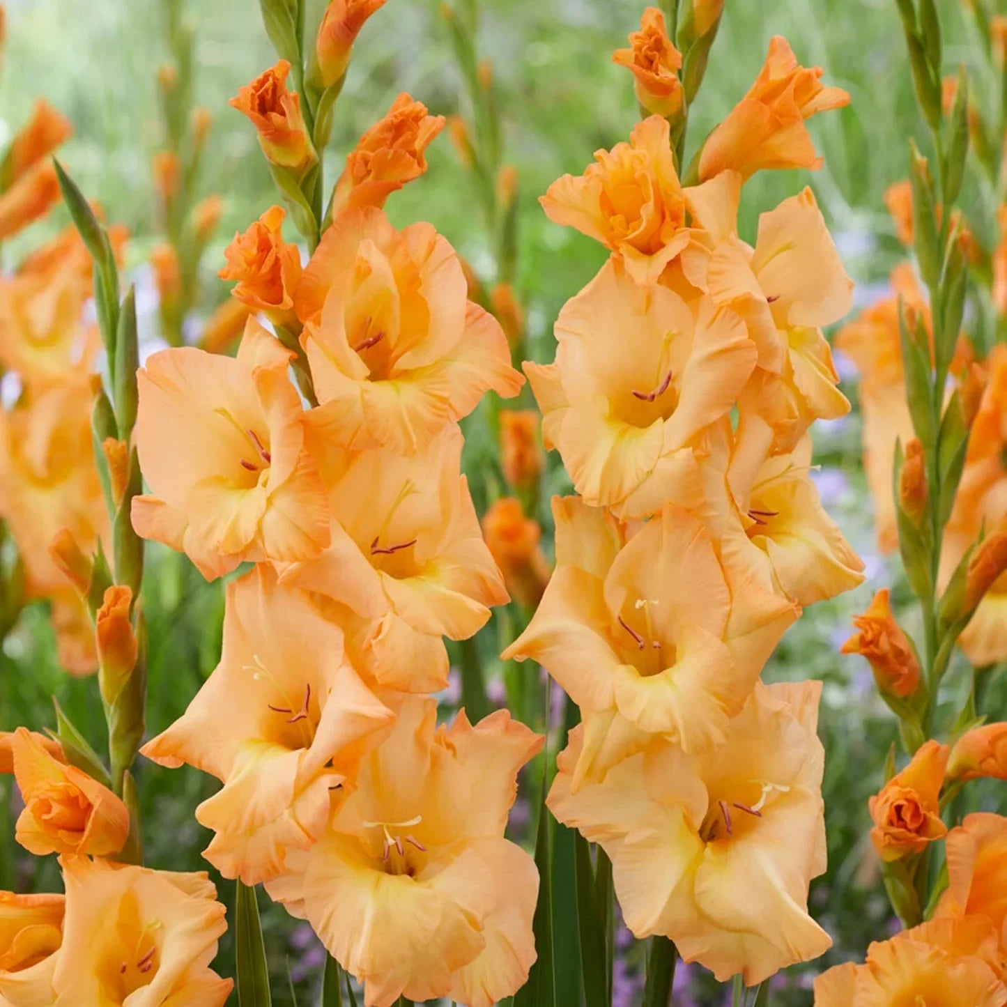 Gelb Orange Gladiole Blumensamen zur Aussaat farbenfroh Schau Traditionssorte & ohne Gentechnik Samen Hausgarten