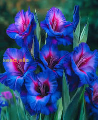 Easy grow blau gladiolus garten samen for summer blooms