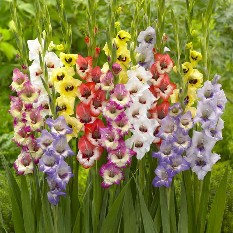 Mixed gladiolus blumen wachsend along a garten border