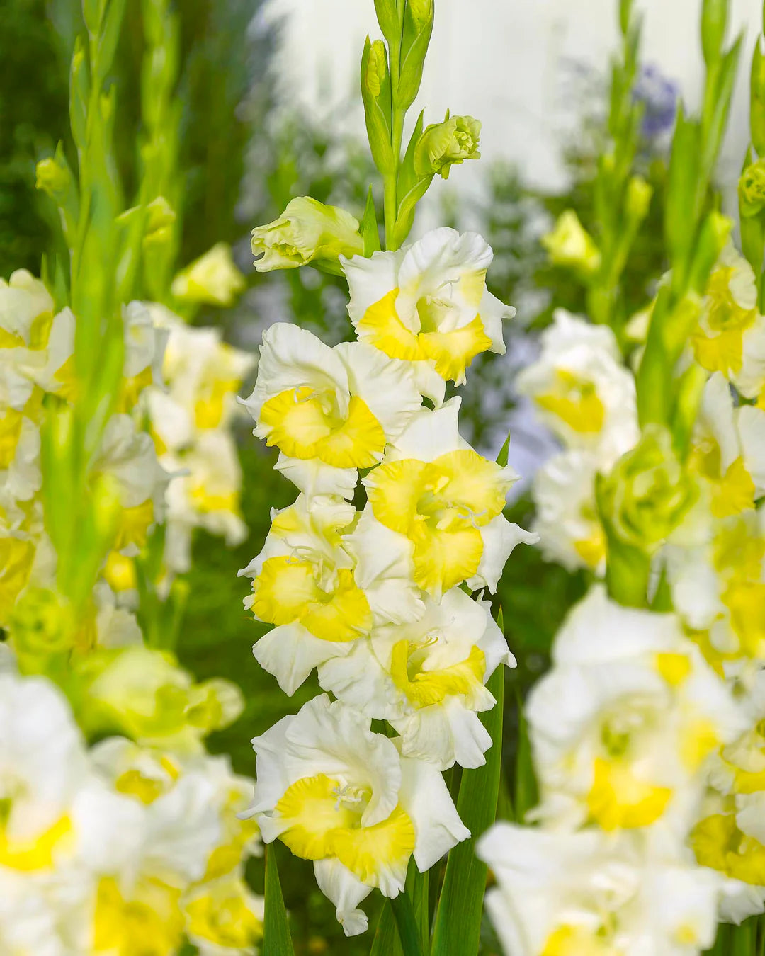 Grün mehrjährig Gladiole Blumensamen zur Aussaat – leuchtend Blüten – Traditionssorte & ohne Gentechnik Samen Hausgarten