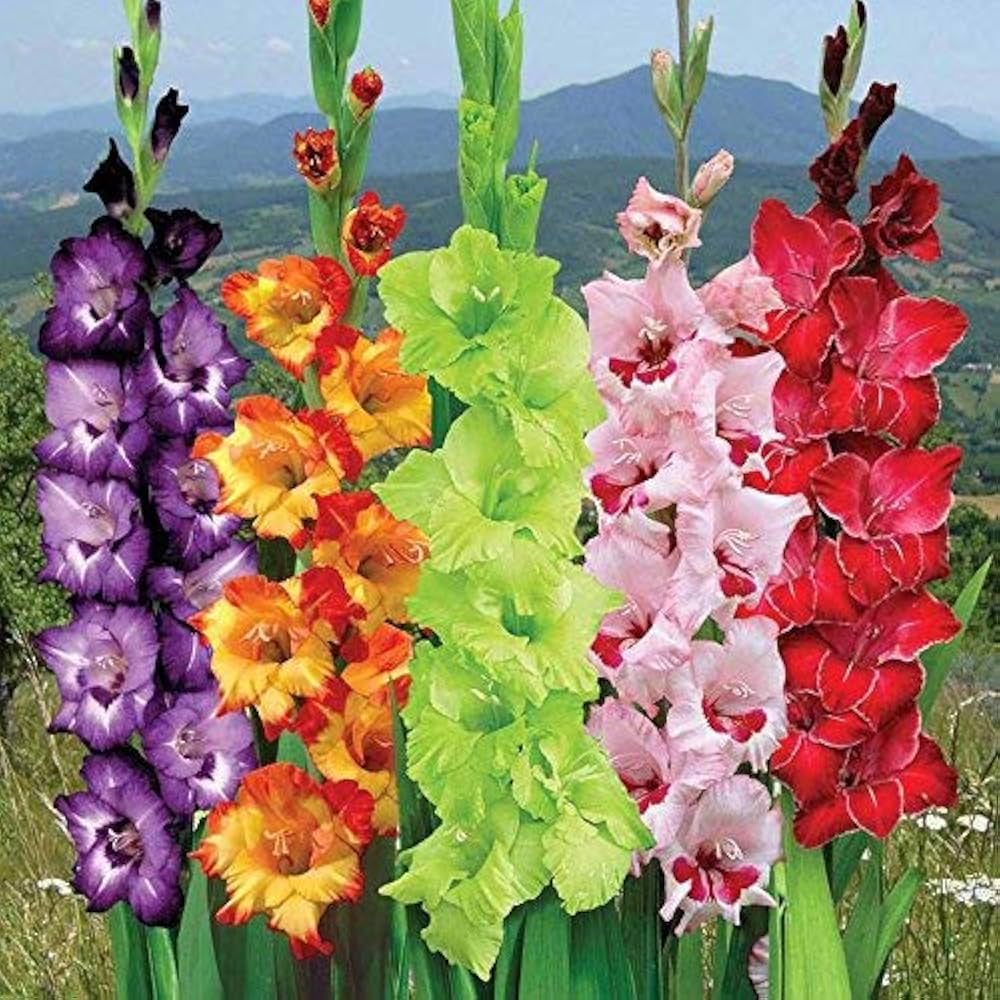 Dark rosa gladiolus blume border in bloom