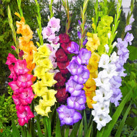Mixed gladiolus blumen blooming in a garten bed