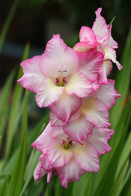 How to grow weiß & rosa gladiolus blumen