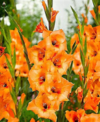 Gladiolus blume samen anpflanzung guide