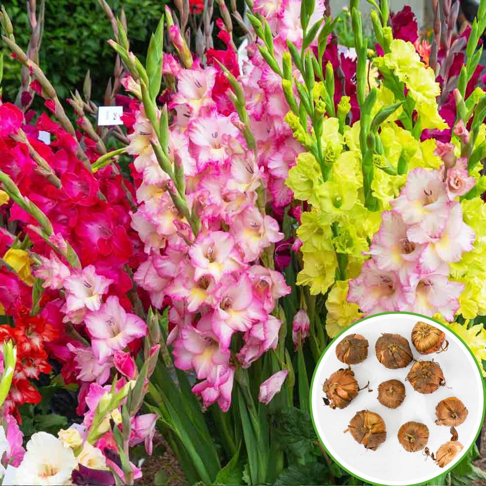 How to grow mixed color gladiolus blumen