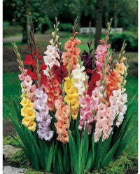 Gelb orange gladiolus pflanzen in töpfen