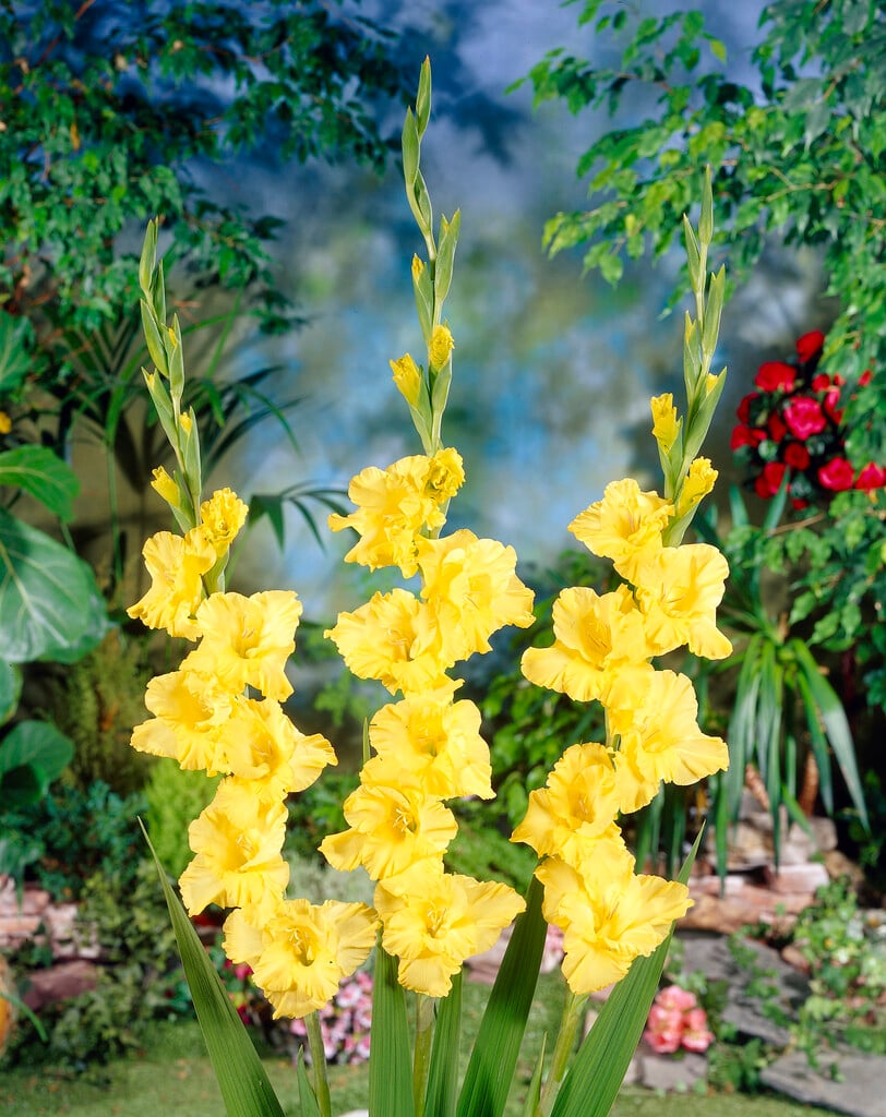 Gelb gladiolus pflanzen in töpfen