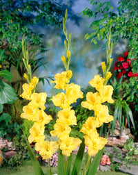 Gelb gladiolus pflanzen in töpfen