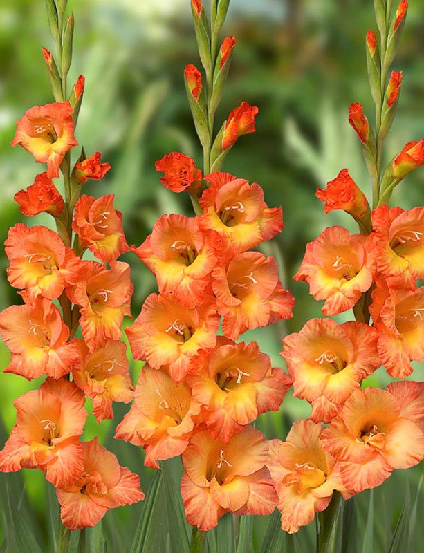 Orange Gelb Gladiole Samen zur Aussaat leuchtend Garten Blüten