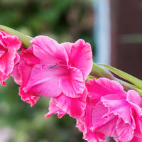 Long-lasting dark rosa gladiolus samen producing summer blumen
