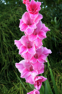 Dark rosa gladiolus samen for borders and garten beds
