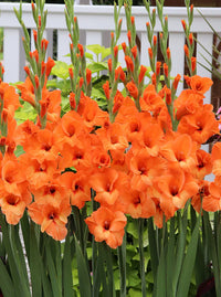 Gladiolus samen for vibrant gelb and orange blumen