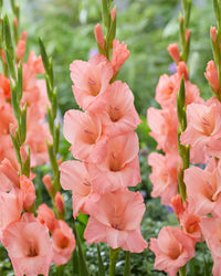 Pfirsichfarben Gladiole Blumensamen zur Aussaat – Schnitt Blume beliebt – Traditionssorte & ohne Gentechnik Samen Hausgarten