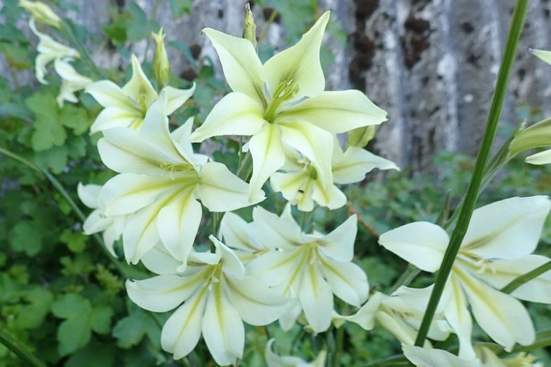 Gladiole Tristis Blumensamen zur Aussaat farbenfroh Schau Traditionssorte & ohne Gentechnik Samen Hausgarten