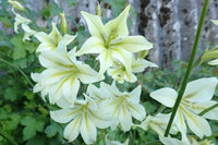 Gladiole Tristis Blumensamen zur Aussaat farbenfroh Schau Traditionssorte & ohne Gentechnik Samen Hausgarten