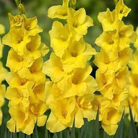 hell Gelb Gladiole Blumensamen zur Aussaat Drought verträglich Traditionssorte & ohne Gentechnik Samen Hausgarten