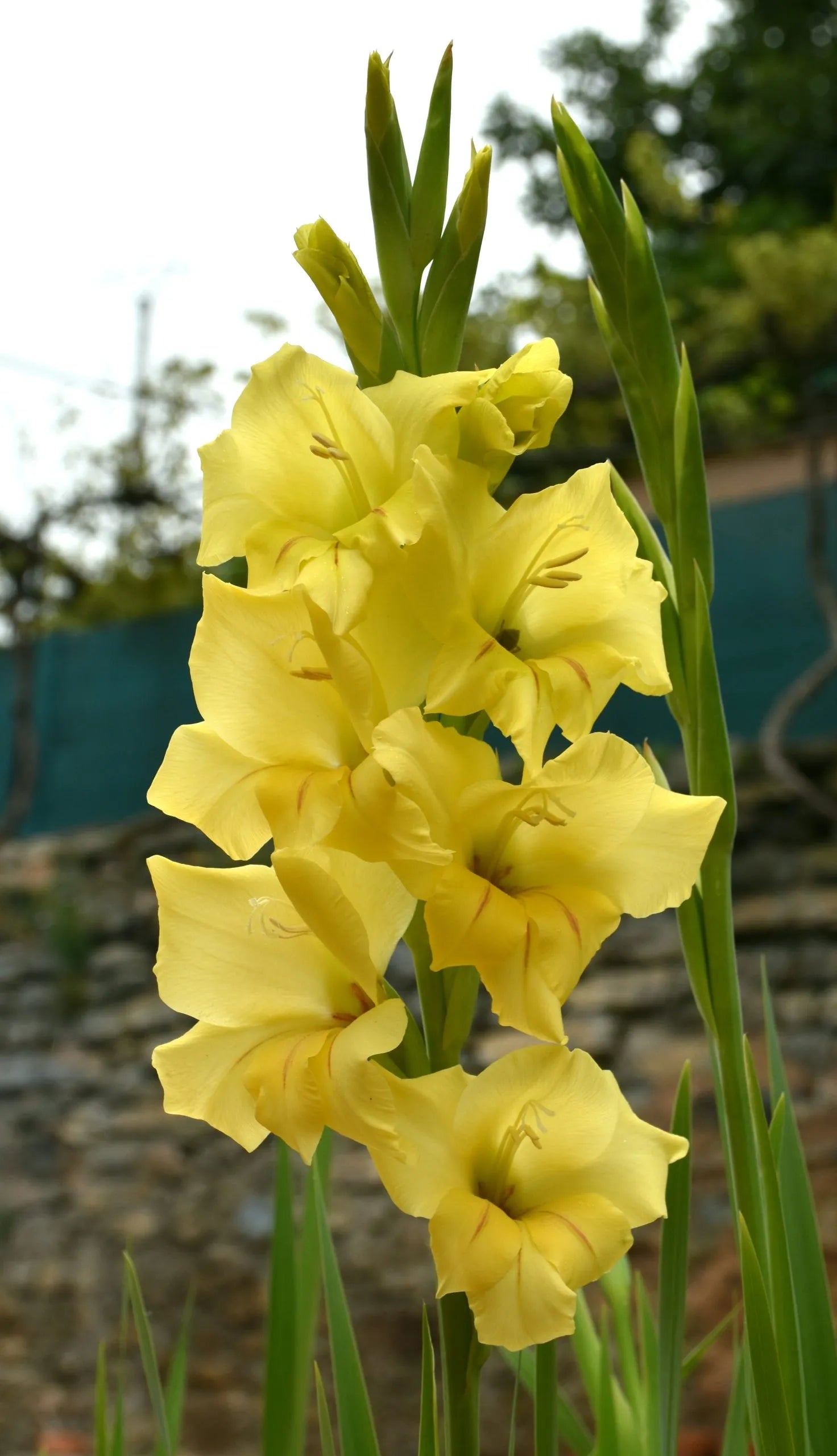 Gladiolus gelb anpflanzung samen – hybridus variety for gardens
