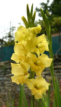 Gladiolus gelb anpflanzung samen – hybridus variety for gardens