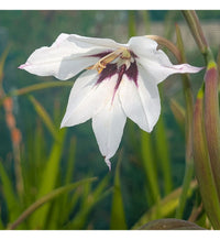 Acidanthera Blumensamen zur Aussaat duftend Blüten Traditionssorte & ohne Gentechnik Samen Hausgarten