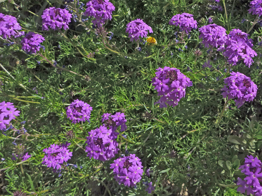 Moss (moss verbena) samen for anpflanzung in home garten