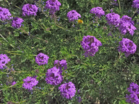 Moss (moss verbena) samen for anpflanzung in home garten