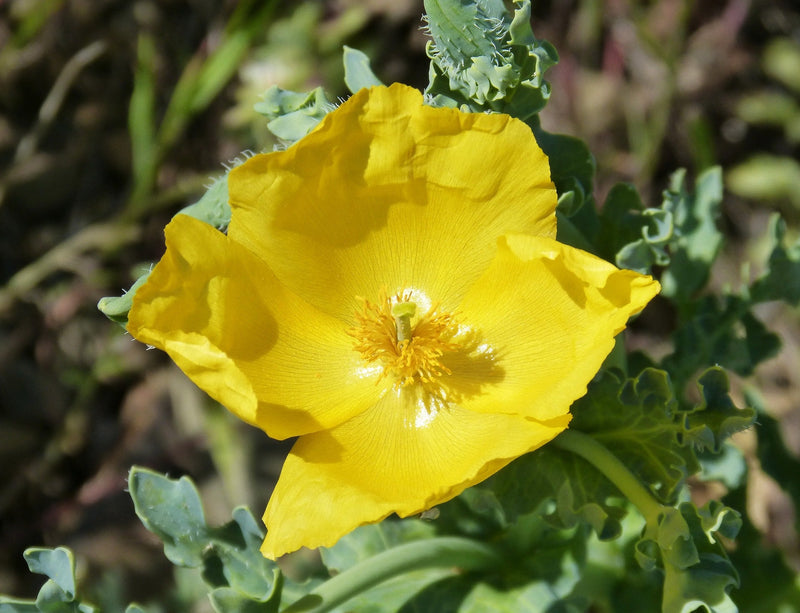 Glaucium Flavum Blumensamen zur Aussaat saisonal Dauerblüher Traditionssorte & ohne Gentechnik Samen Hausgarten