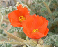 Mature Desert Globemallow with Vibrant Apricot Blumen