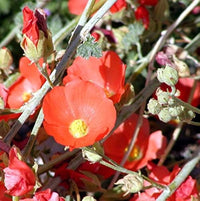 Young Desert Globemallow Seedlings Anbau in Soil