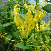 Rot Gloriosa Superba Blumensamen zur Aussaat – saisonal Dauerblüher – Traditionssorte & ohne Gentechnik Samen Hausgarten