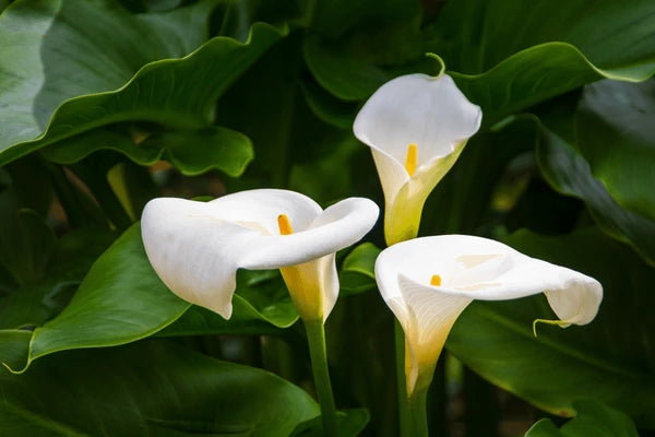 Weiß Calla Lilie Samen zur Aussaat