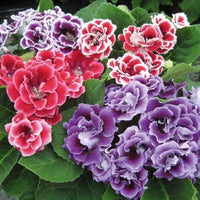 Pelleted Blumensamen zur Aussaat saisonal Dauerblüher Traditionssorte & ohne Gentechnik Samen Hausgarten
