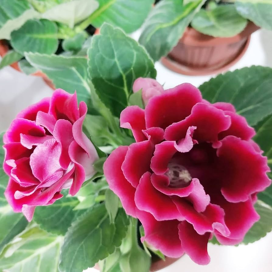 Rosa gloxinia pflanze in bonsai topf