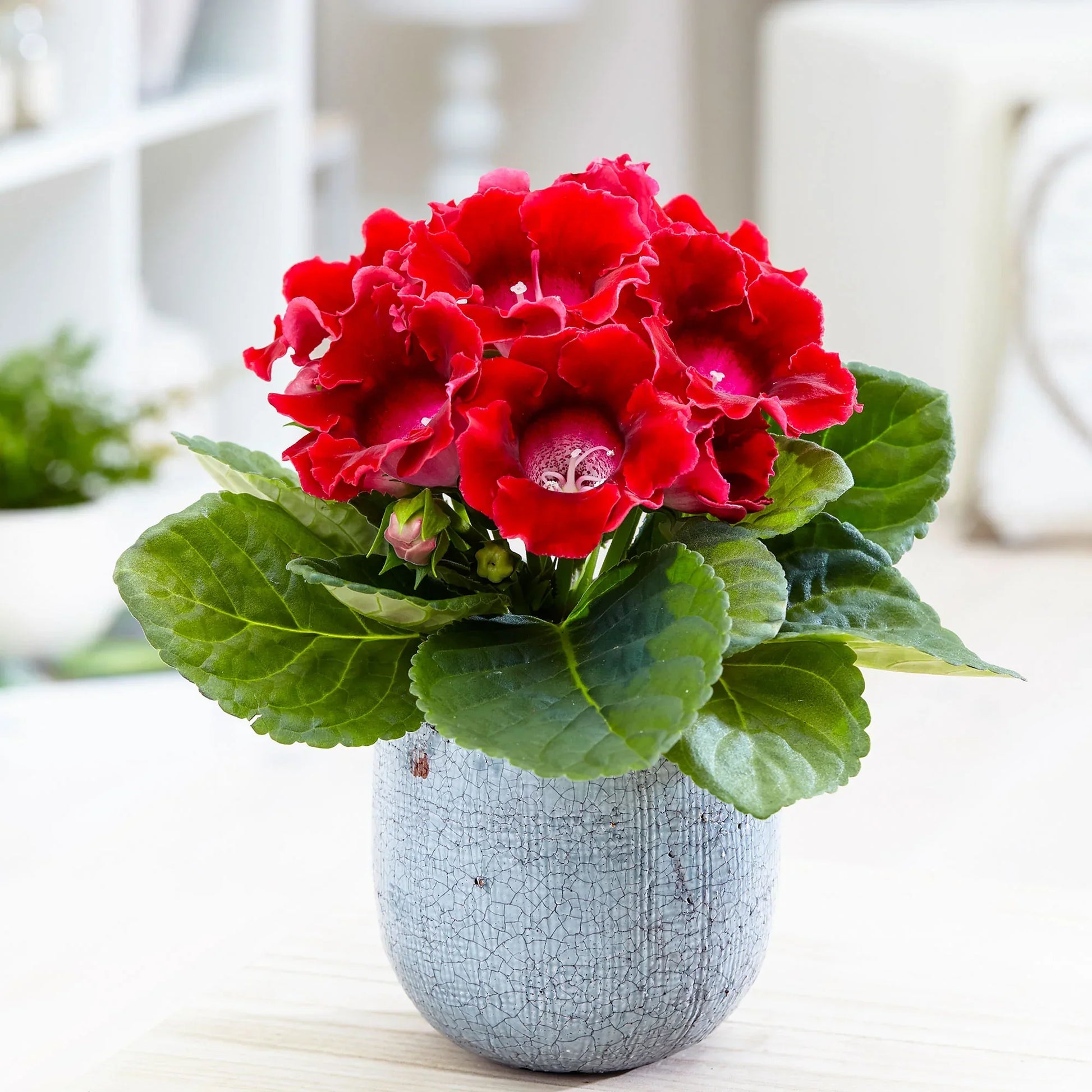 Gloxinia blume samen for anpflanzung dark rot & gelb blooms