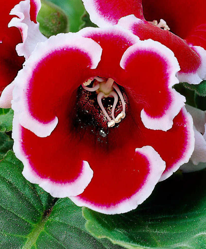 Gloxinia blume samen for anpflanzung weiß and rot