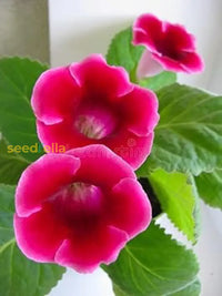 Sinningia gloxinia samen for containers and garten beds
