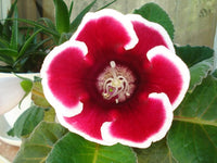 Sinningia (sinningia gloxinia) samen for anpflanzung in home garten