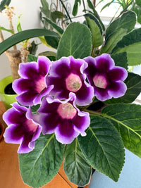 robust Gloxinie Blumensamen zur Aussaat pflegeleicht Traditionssorte & ohne Gentechnik Samen Hausgarten