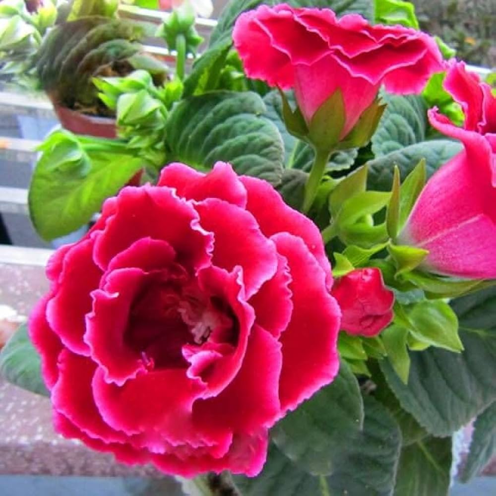 How to grow sinningia speciosa blumen